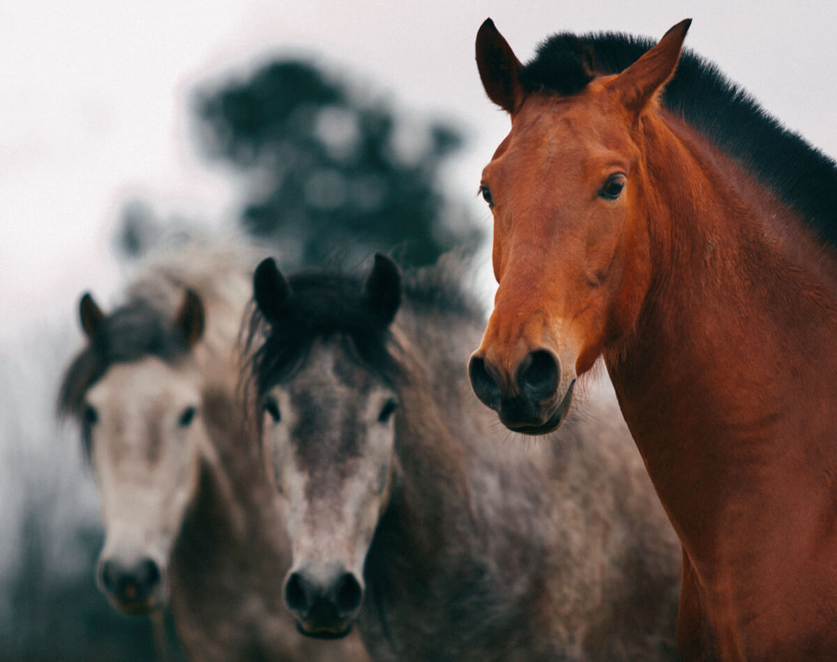 Fotografía naturaleza en Vigo, tres caballos mirando a cámara